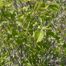 Linden Arrow-Wood (Viburnum dilatatum)