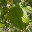 Linden Arrow-Wood (Viburnum dilatatum)
