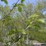 Wayfaring-Tree (Viburnum lantana)