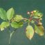 Nanny-Berry (Viburnum lentago)