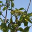 Nanny-Berry (Viburnum lentago)