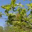 Tatarian Maple (Acer tataricum)