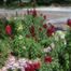 Garden Snapdragon (Antirrhinum majus)