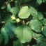 Common Filbert (Corylus avellana)