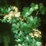 English Hawthorn (Crataegus monogyna)