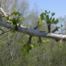 Maidenhair-Tree (Ginkgo biloba)