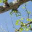 Maidenhair-Tree (Ginkgo biloba)