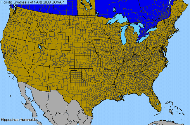 Allergies By County Map For Sea-Buckthorn