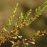 Pine-Barren Golden-Heather (Hudsonia ericoides)