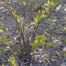 Panicled Hydrangea (Hydrangea paniculata)