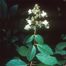 Panicled Hydrangea (Hydrangea paniculata)