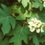 Oak-Leaf Hydrangea (Hydrangea quercifolia)