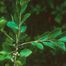 Large Gallberry (Ilex coriacea)