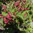 Common Winterberry (Ilex verticillata)