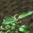 Corkwood (Leitneria floridana)