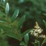 European Privet (Ligustrum vulgare)