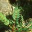 Holly-Leaf Oregon-Grape (Mahonia aquifolium)