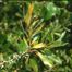 Southern Bayberry (Morella cerifera)