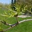 Amur Corktree (Phellodendron amurense)