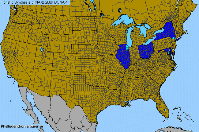 Allergies By County Map For Amur Corktree