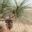 Long-Leaf Pine (Pinus palustris)