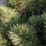 Red Pine (Pinus resinosa)