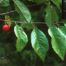 Hortulan Plum (Prunus hortulana)