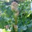Garden Rhubarb (Rheum rhabarbarum)