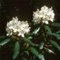 Great-Laurel (Rhododendron maximum)