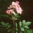 Rambler Rose (Rosa multiflora)