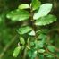 Goat Willow (Salix caprea) Species Details and Allergy Info