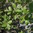 Goat Willow (Salix caprea) Species Details and Allergy Info