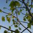 Small-Leaf Linden (Tilia cordata)