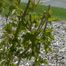 Highbush-Cranberry (Viburnum opulus)