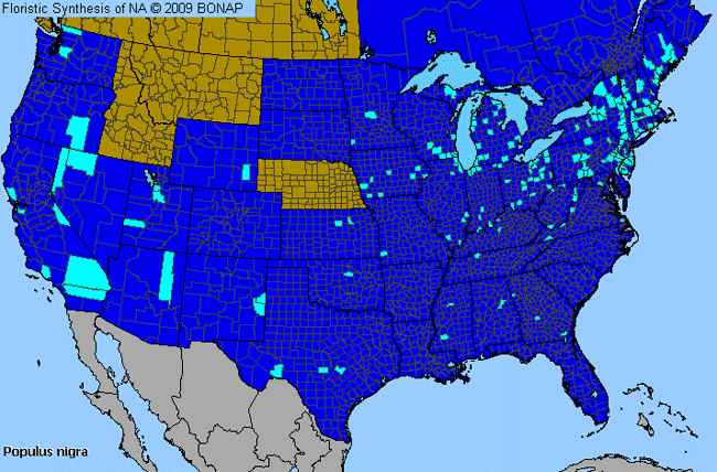 Populus Map PollenLibrary.com - Allergen and Botanic Reference Library